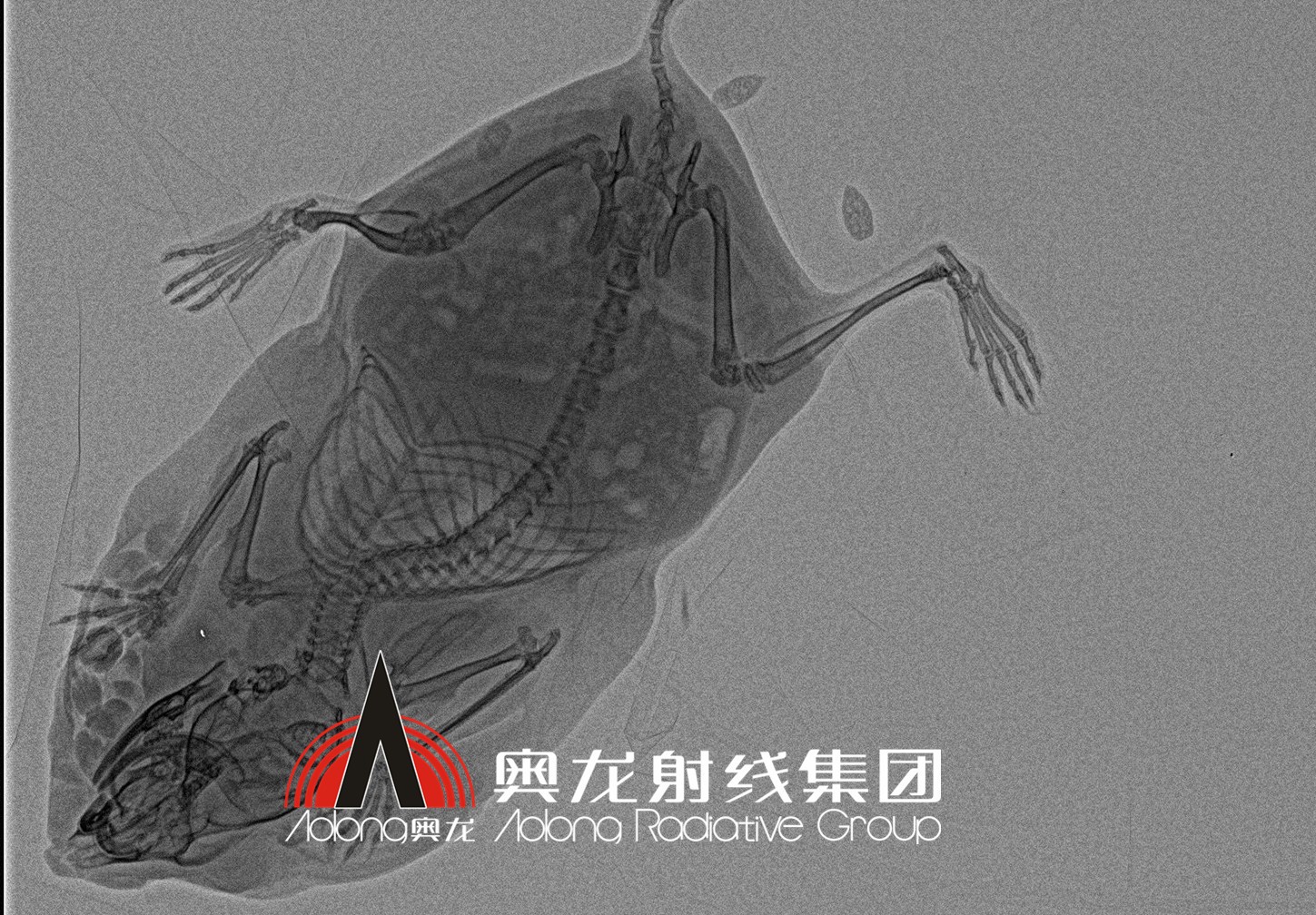 小仓鼠.jpg