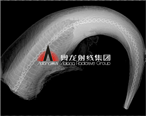 冻鱼成像.jpg
