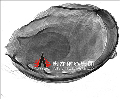 鲍鱼.jpg