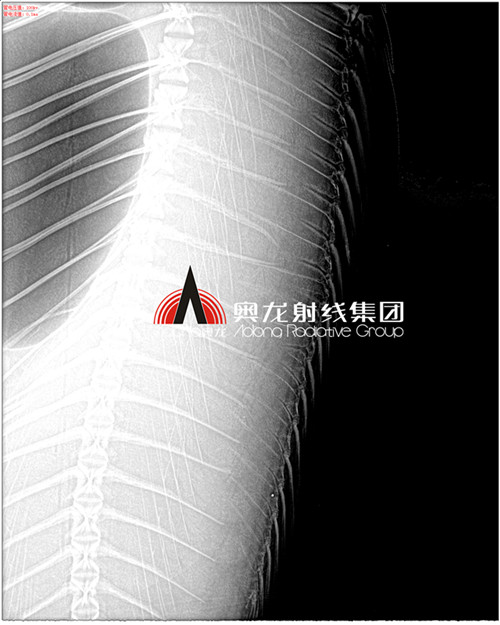 鲫鱼刺3倍放大.jpg